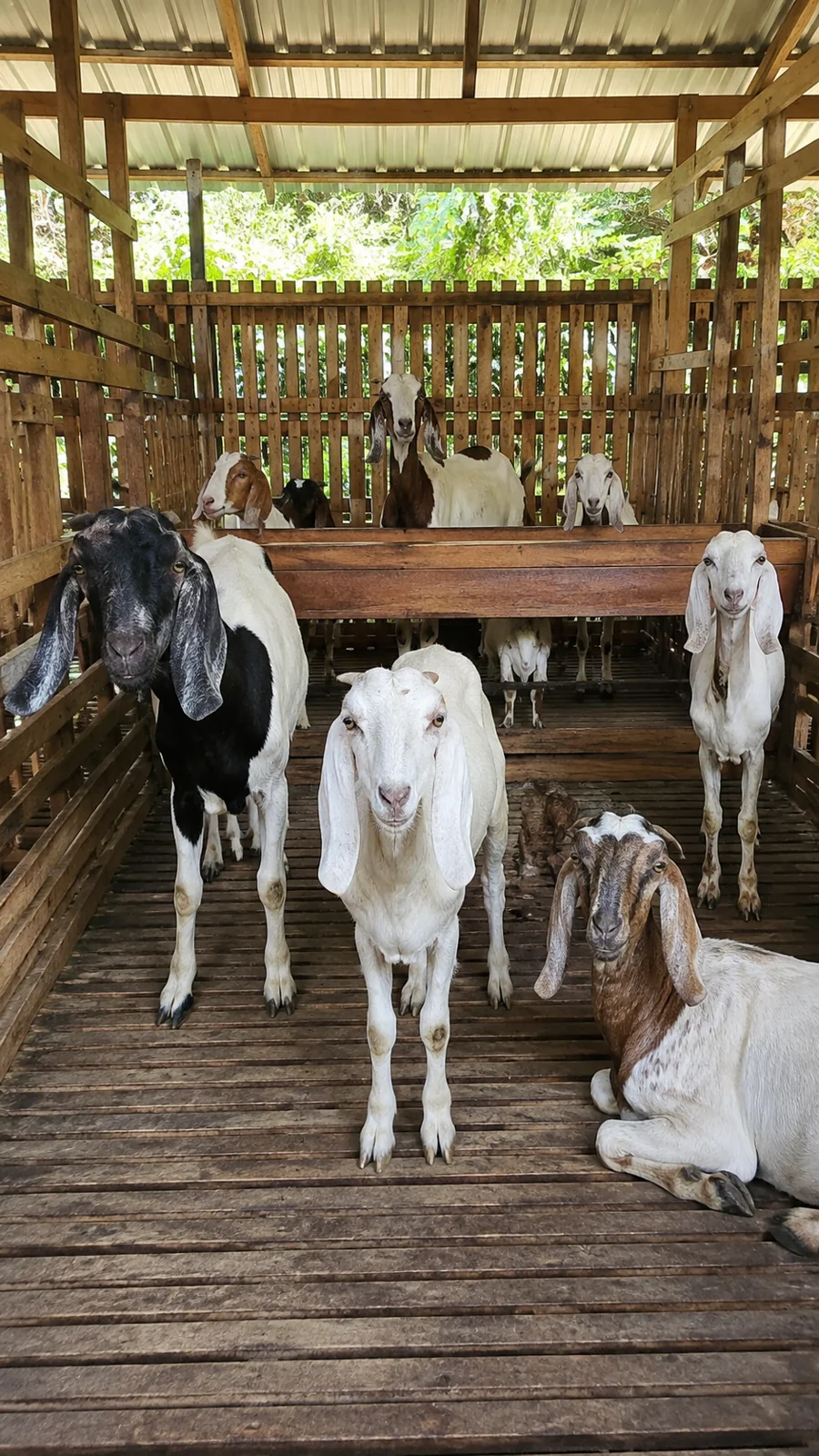 Kambing makassar 3